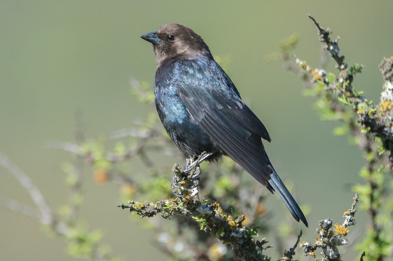 Brown-headed Cowbird - ML90198731