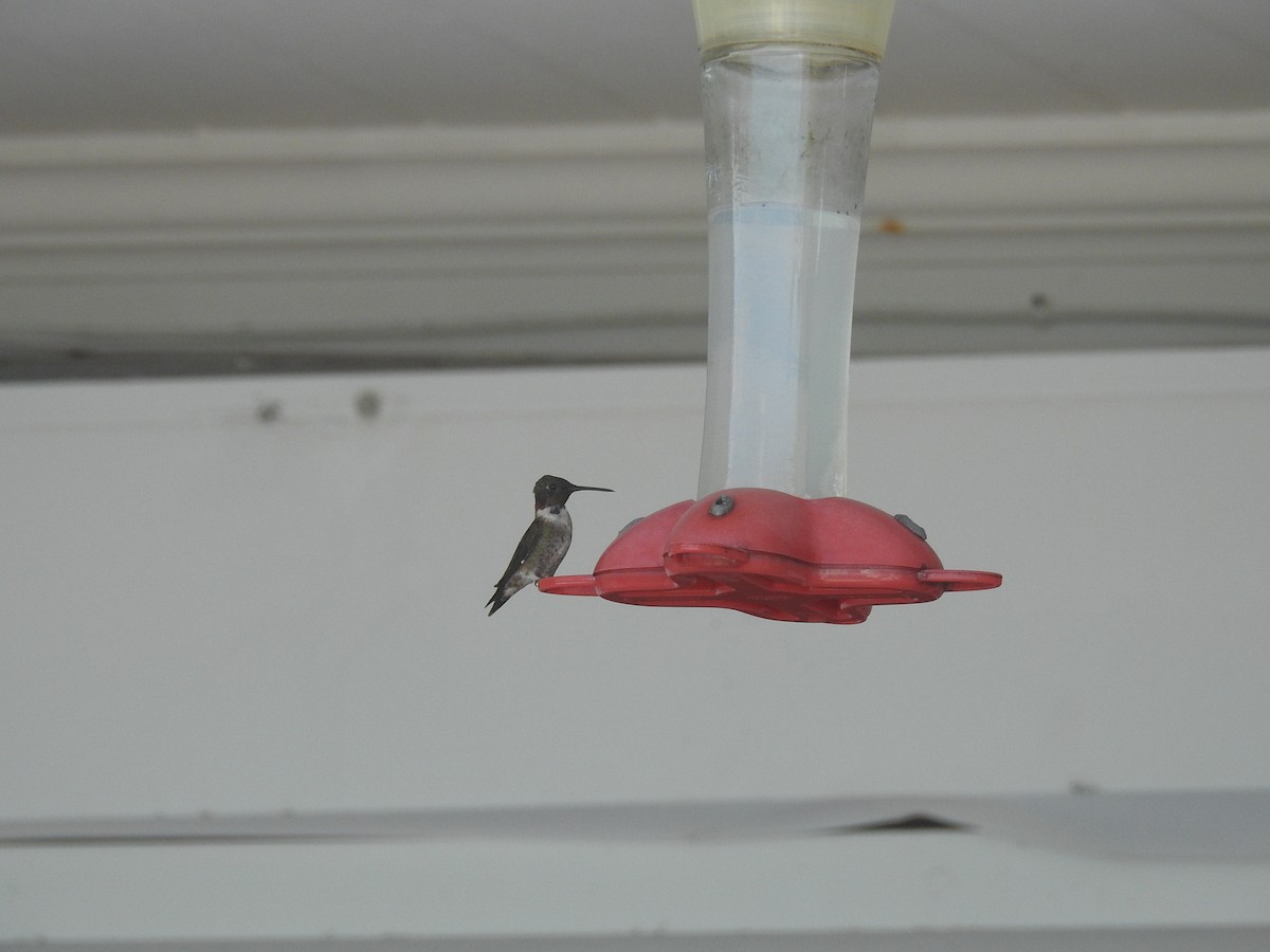 Ruby-throated Hummingbird - ML90199811