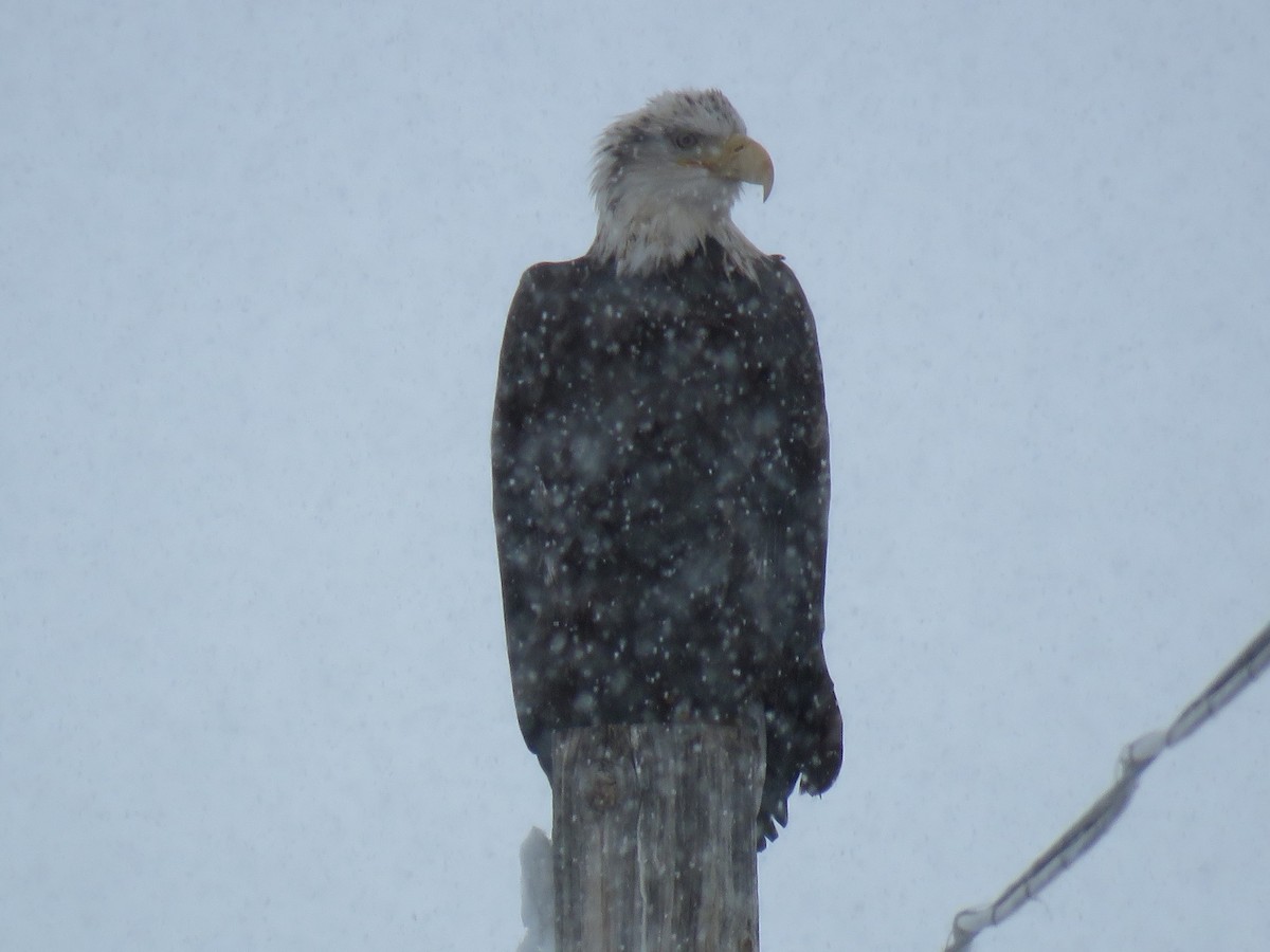 Weißkopf-Seeadler - ML90200151