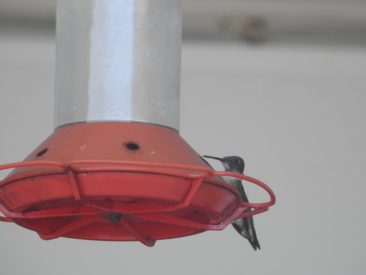 Ruby-throated Hummingbird - ML90200261