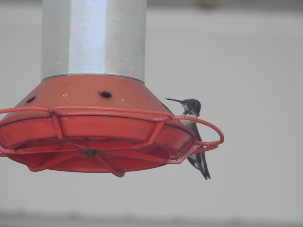 Ruby-throated Hummingbird - ML90200371