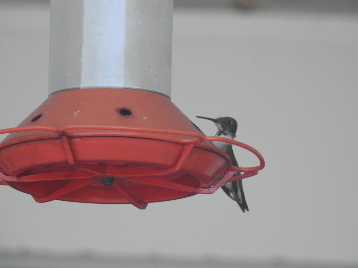 Ruby-throated Hummingbird - ML90200371