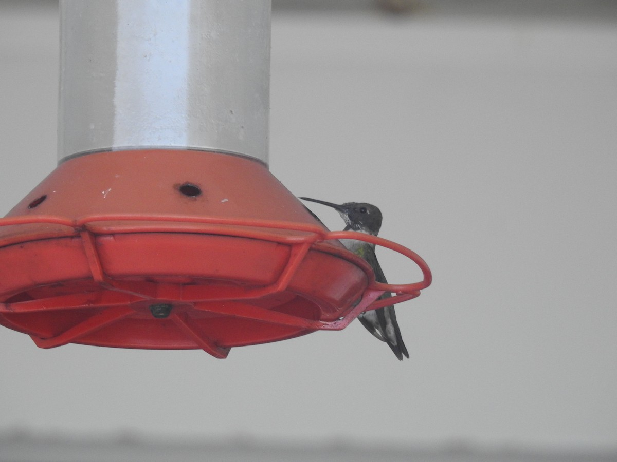 Ruby-throated Hummingbird - ML90200451