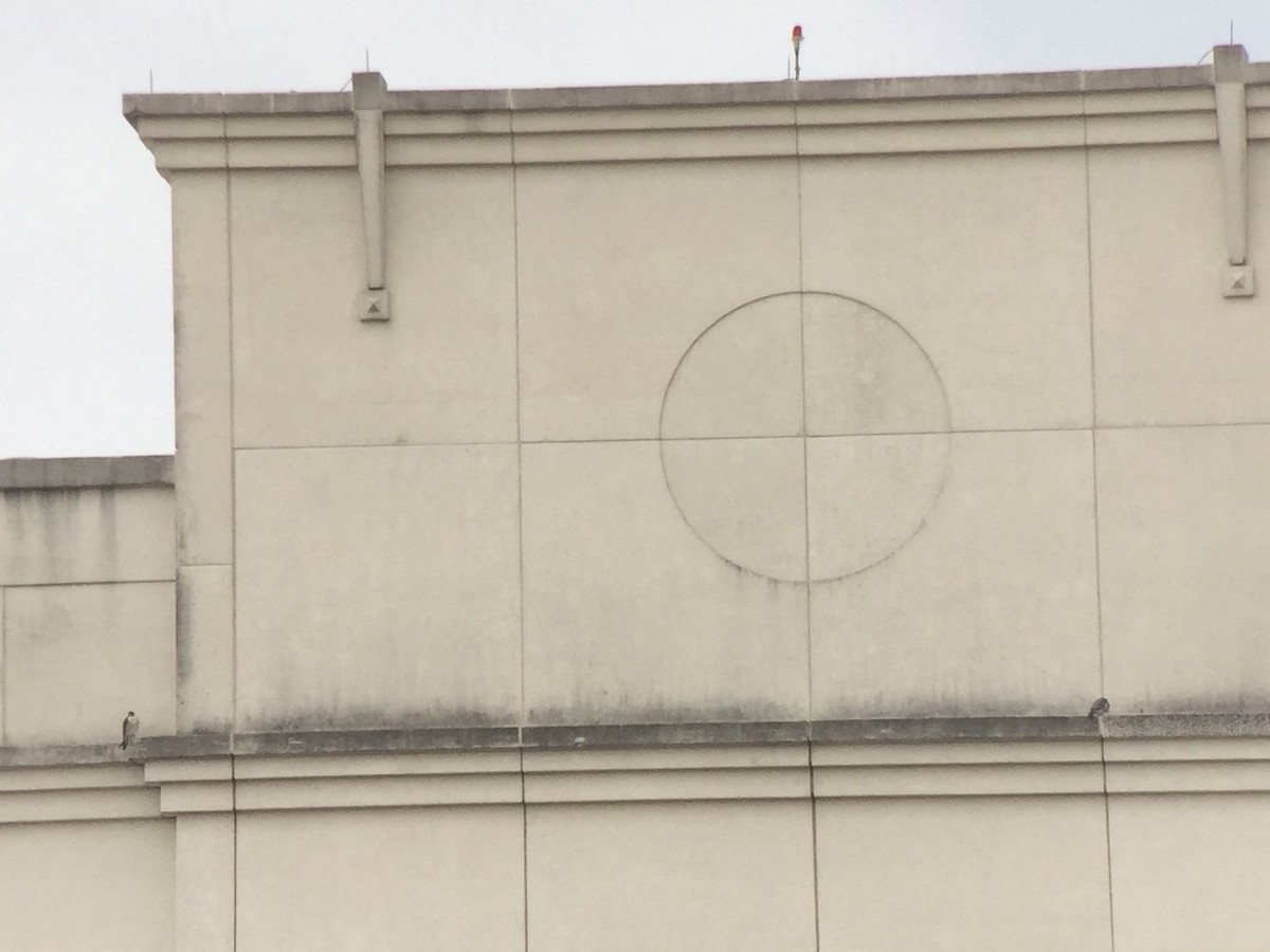 Peregrine Falcon - Karl Poetzl