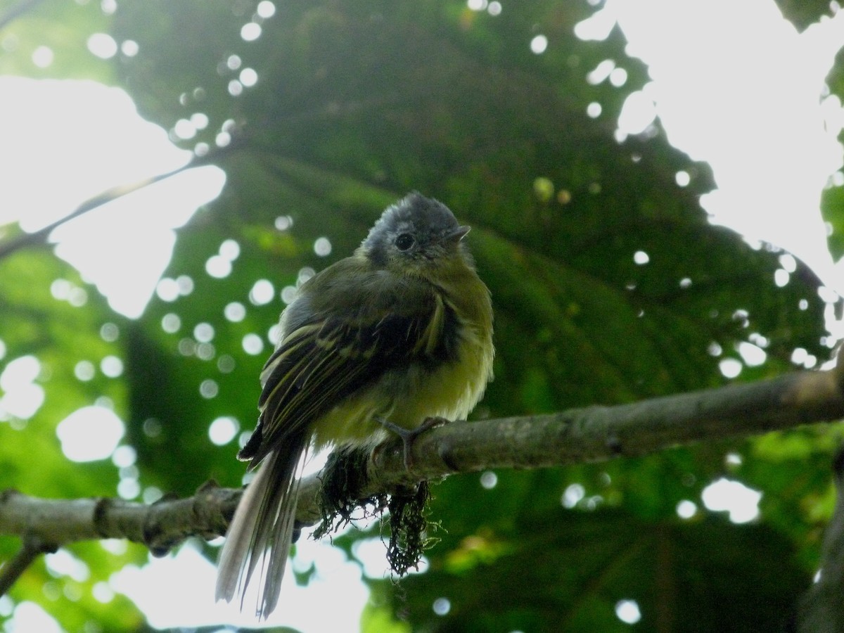 Tyranneau du Venezuela - ML90203351