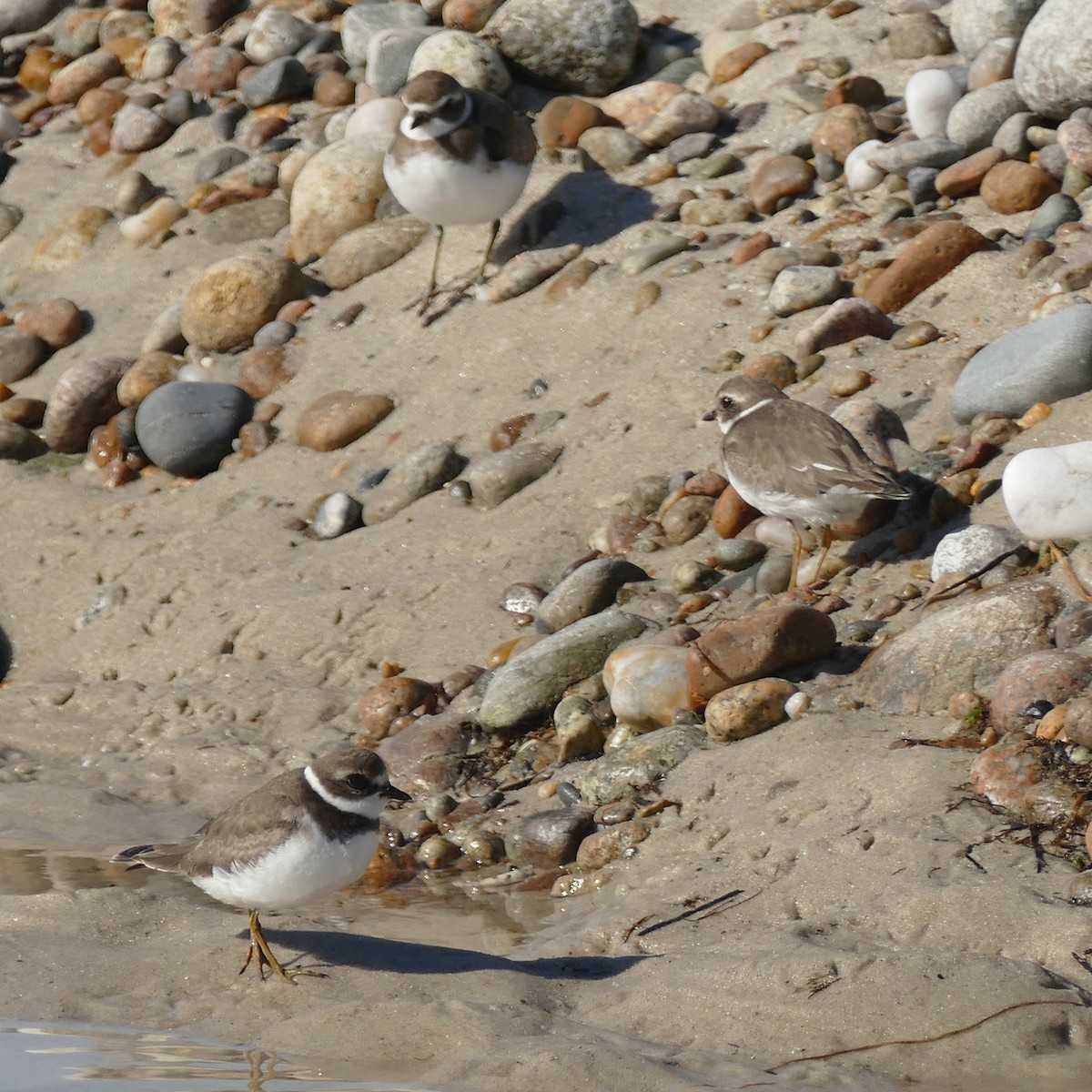 Semipalmated Plover - ML90204041