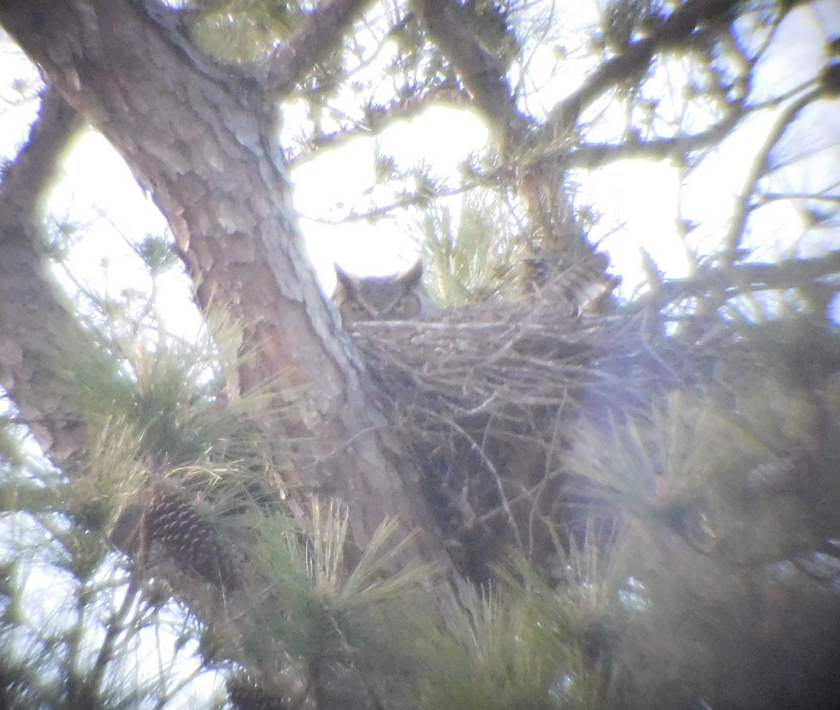 Great Horned Owl - ML90206261