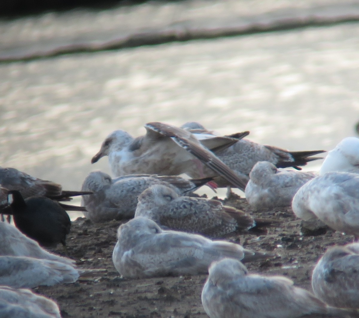 Slaty-backed Gull - ML90206641