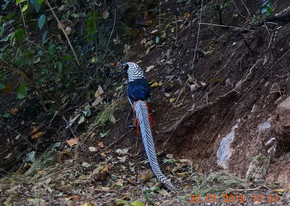 Lady Amherst's Pheasant - ML90207451