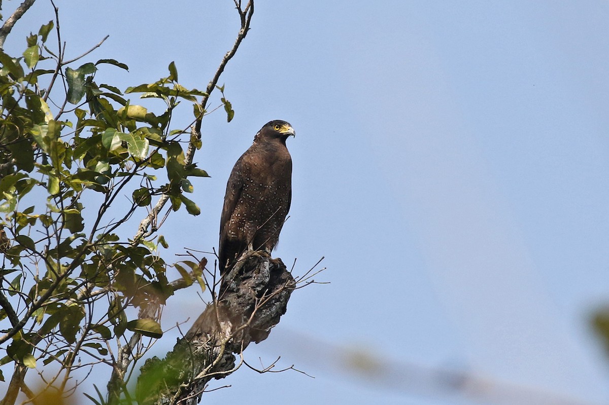 orientsnokørn - ML90207591