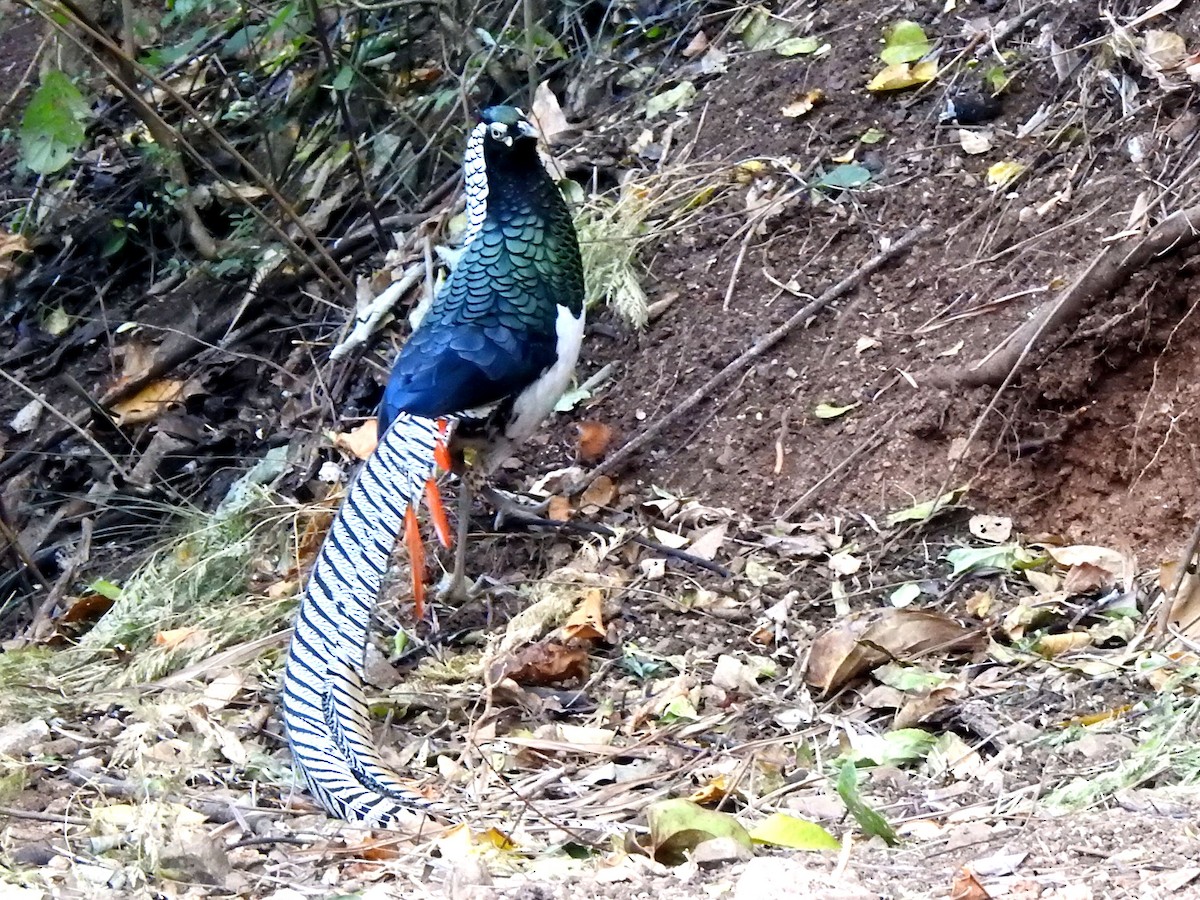 Lady Amherst's Pheasant - Liao Tzu-Chiang
