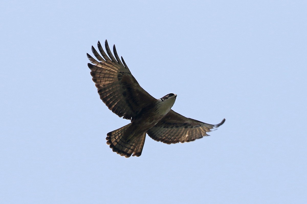 Rufous-bellied Eagle - Charley Hesse TROPICAL BIRDING