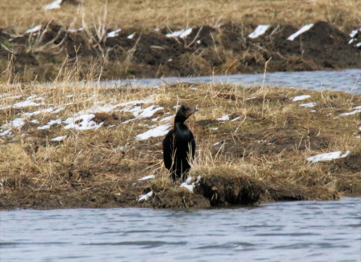 Double-crested Cormorant - ML90207871