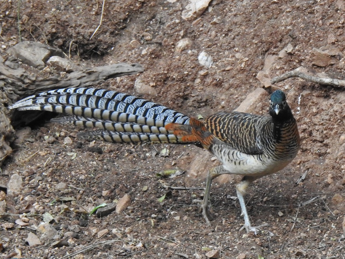 Lady Amherst's Pheasant - ML90208031