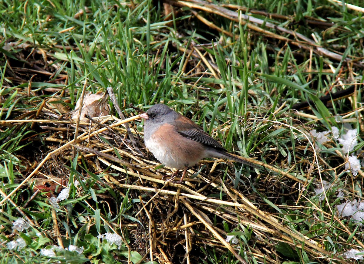 Dark-eyed Junco (Pink-sided) - Austin Young