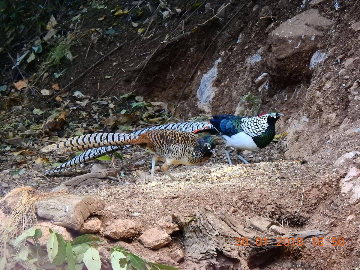 Lady Amherst's Pheasant - ML90209231