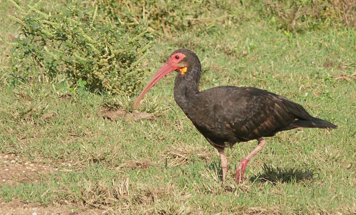 Sharp-tailed Ibis - Iván Lau