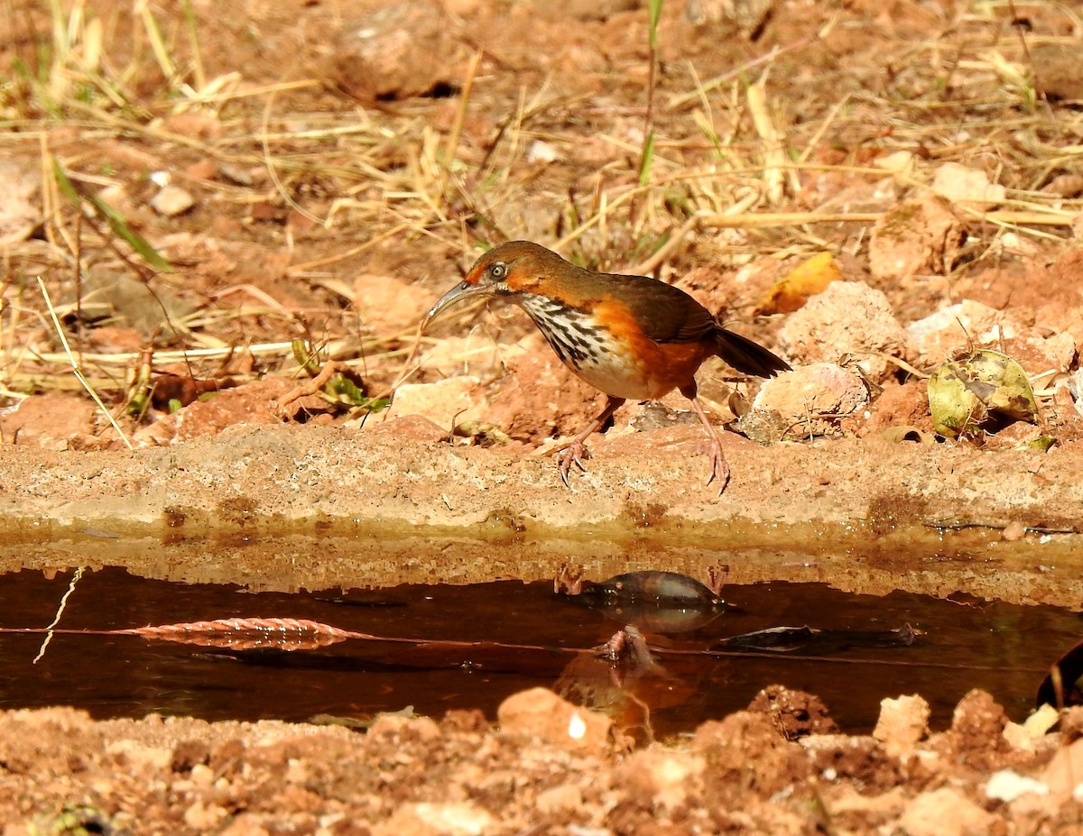 Cimitarra Rayada - ML90209581