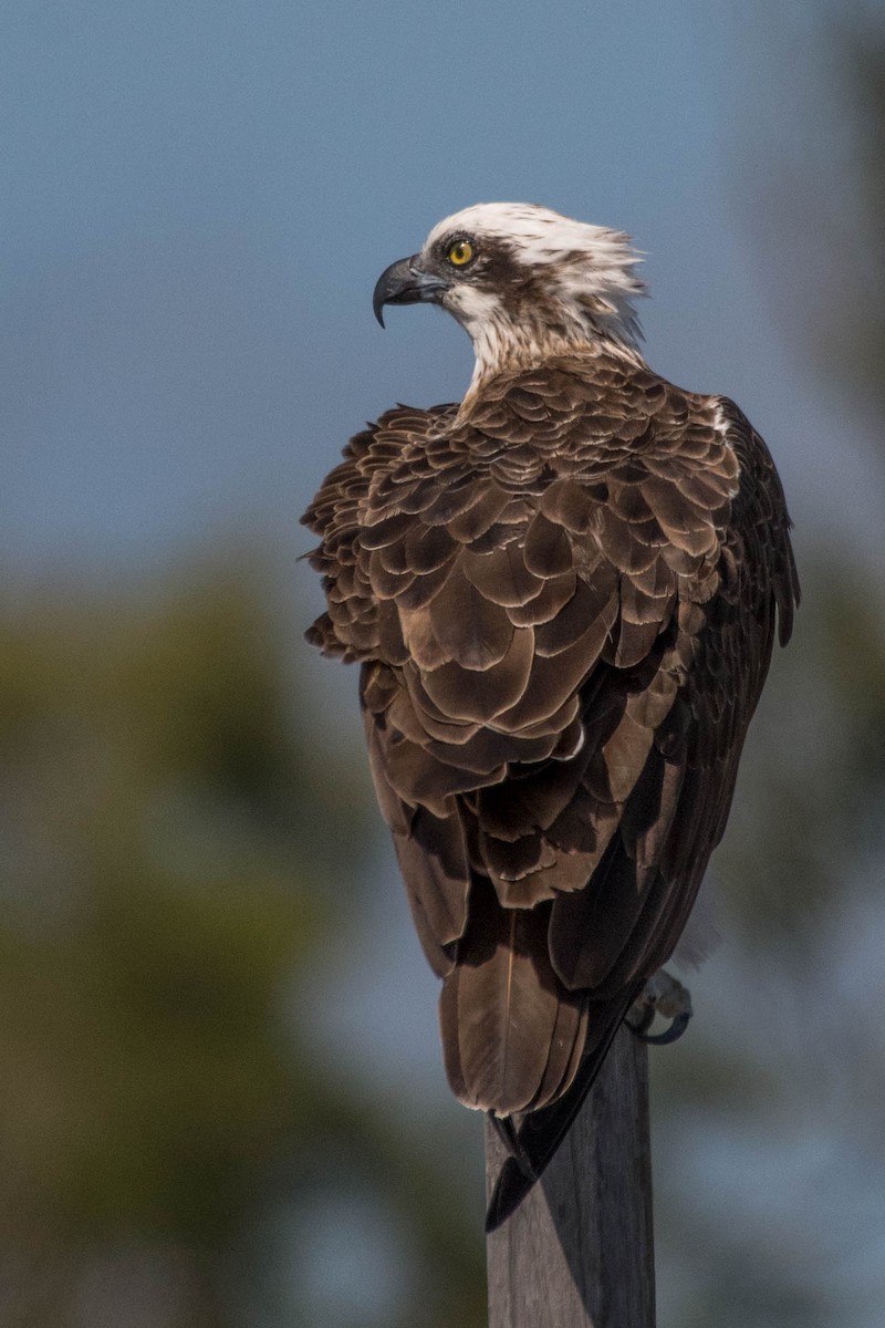 Osprey - ML90209841