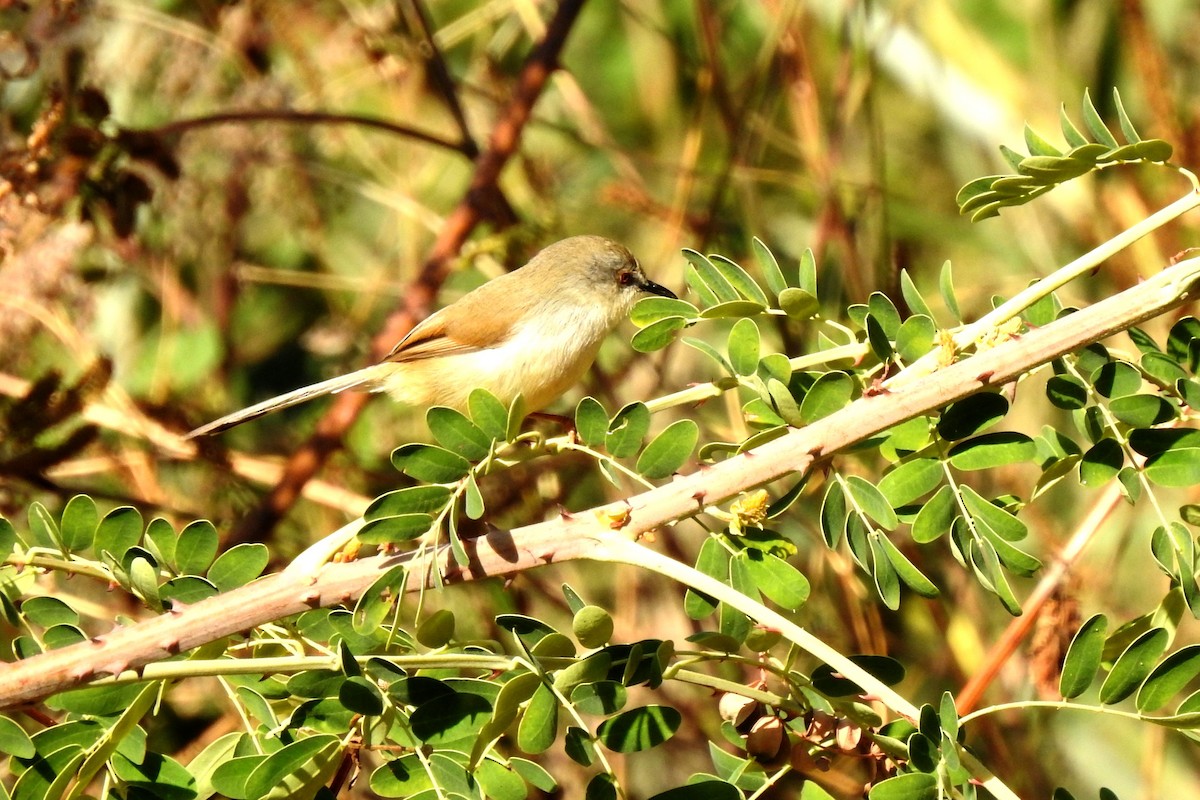 Prinia de Hodgson - ML90210171