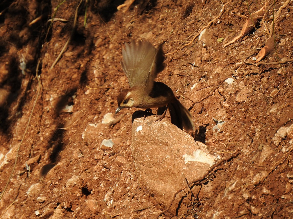 White-browed Laughingthrush - ML90210661