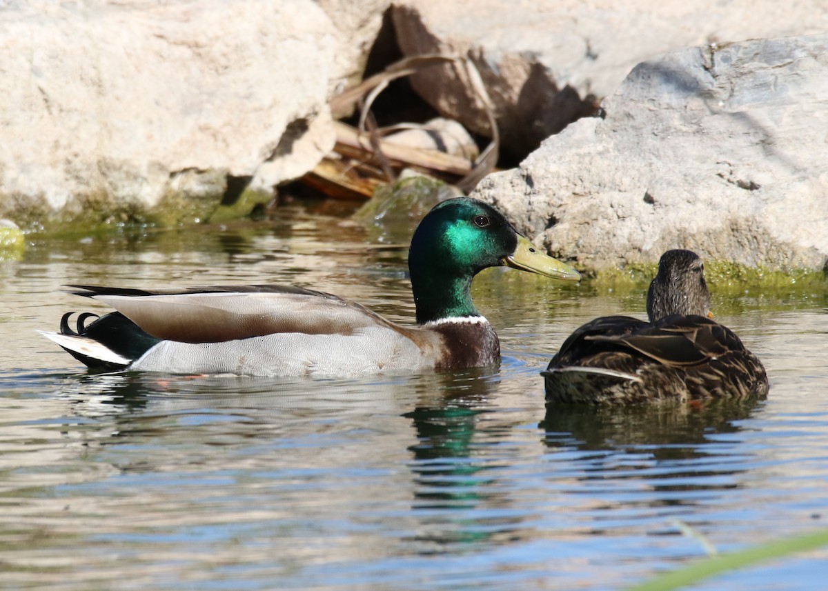 Mallard - Louis Hoeniger