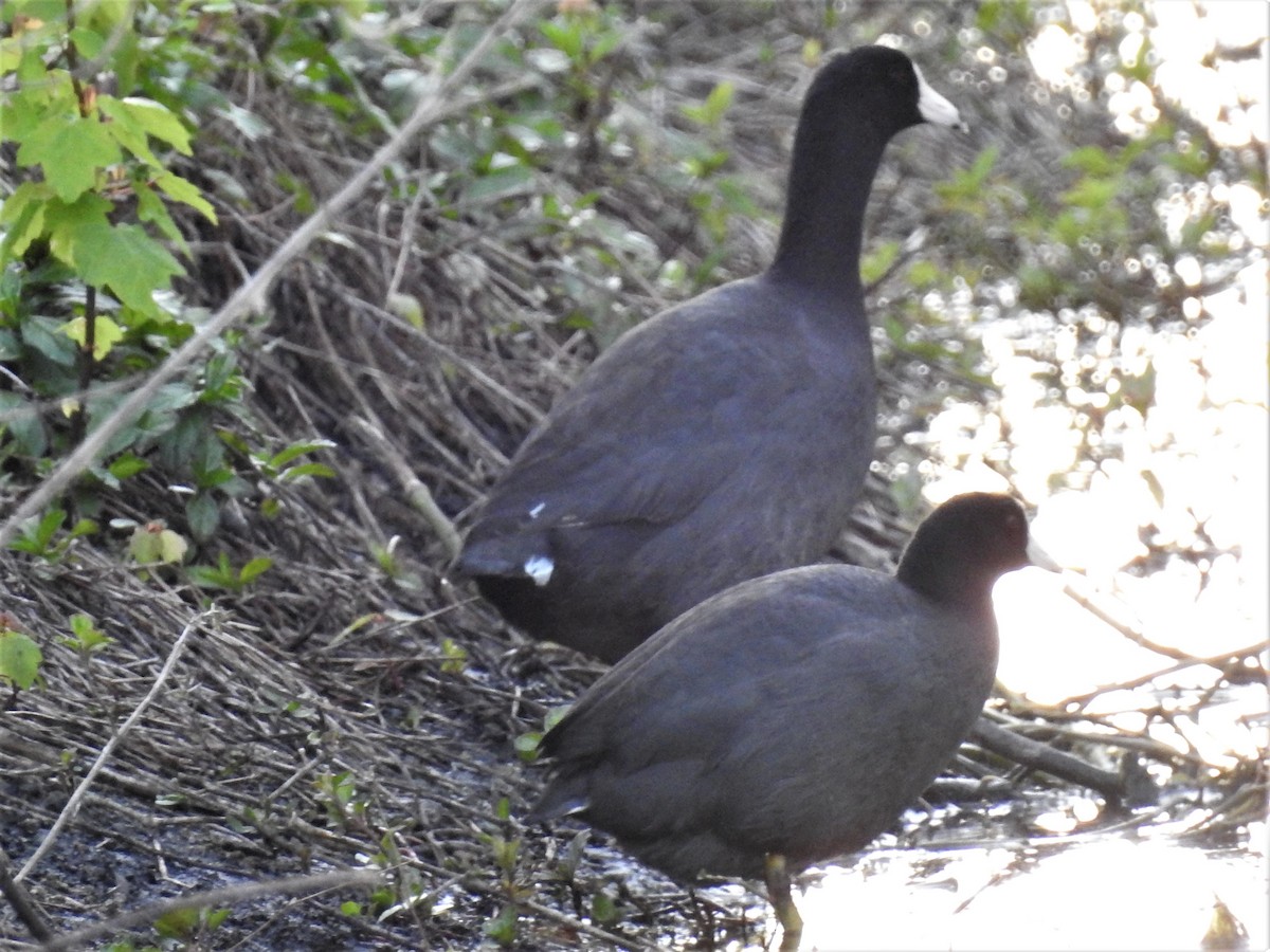 American Coot - ML90210871