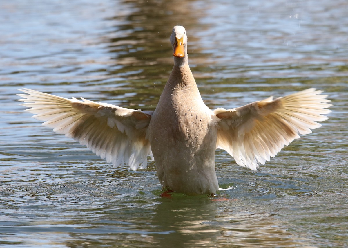 Canard colvert (forme domestique) - ML90210941