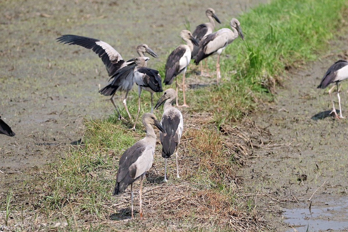 Asian Openbill - ML90211261