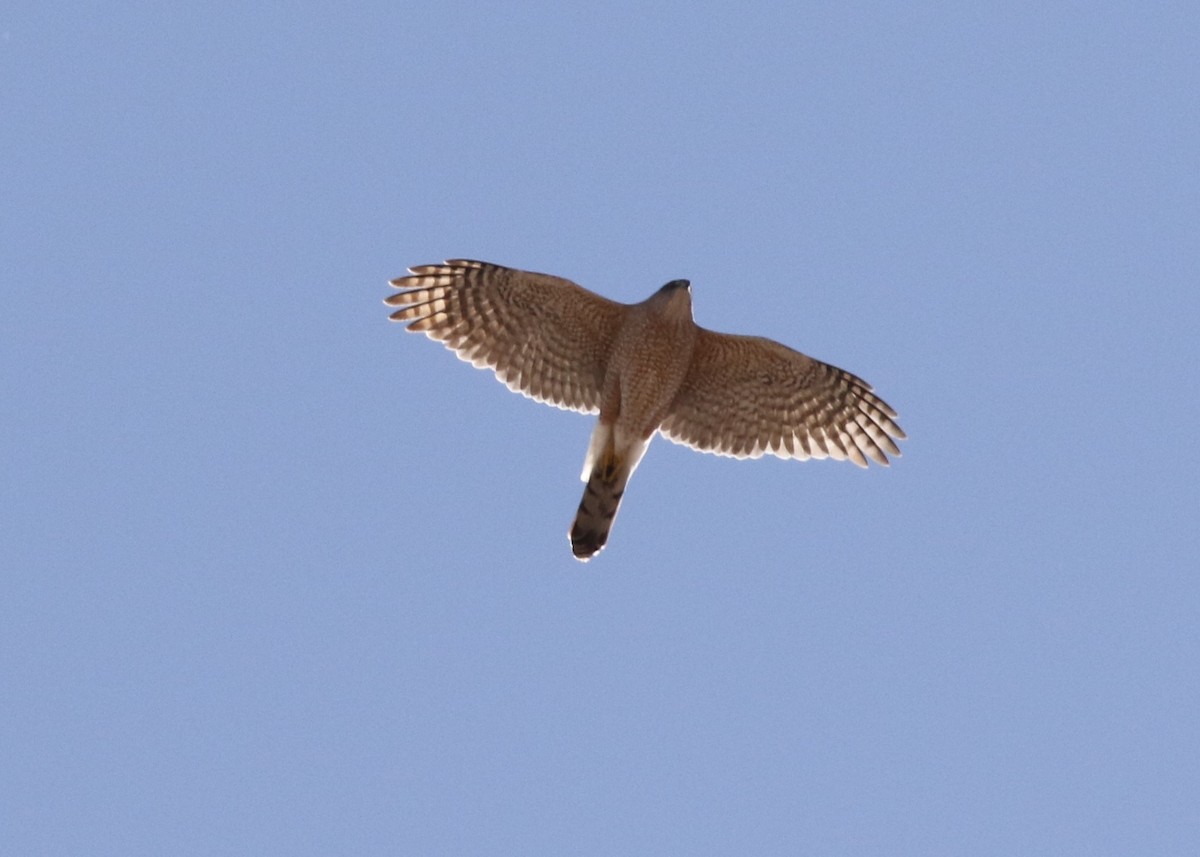 Cooper's Hawk - Louis Hoeniger