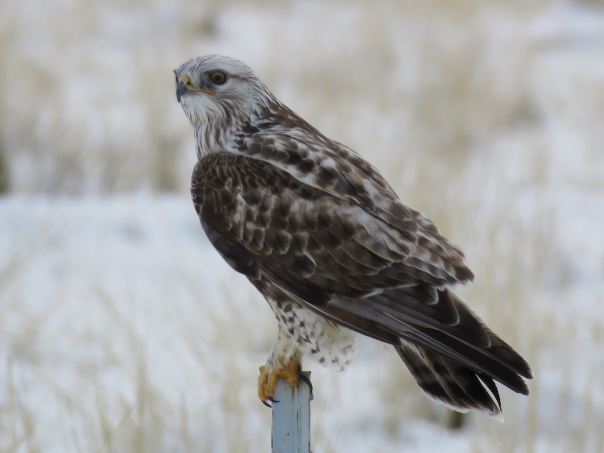 Rough-legged Hawk - ML90212751