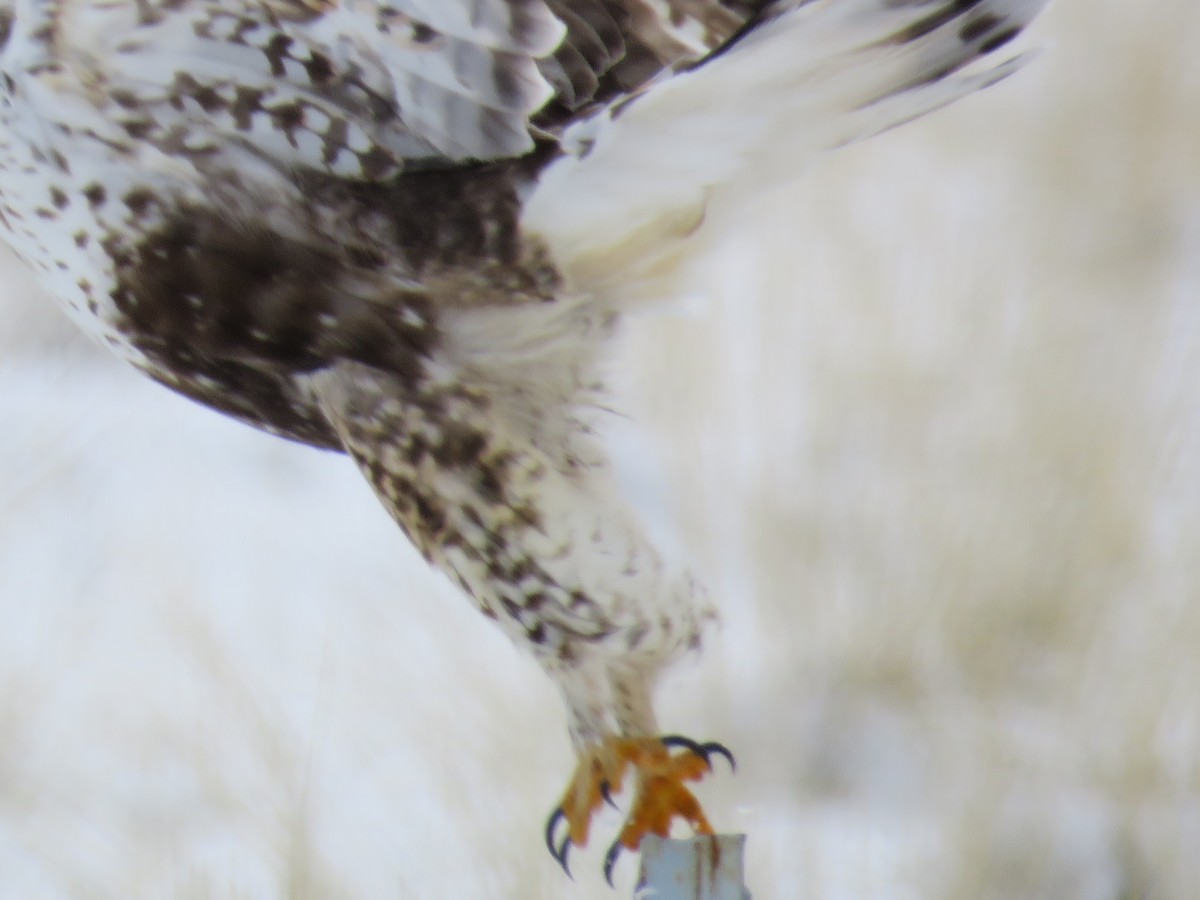 Rough-legged Hawk - ML90212781