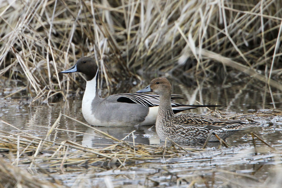 Northern Pintail - Marlene Cashen