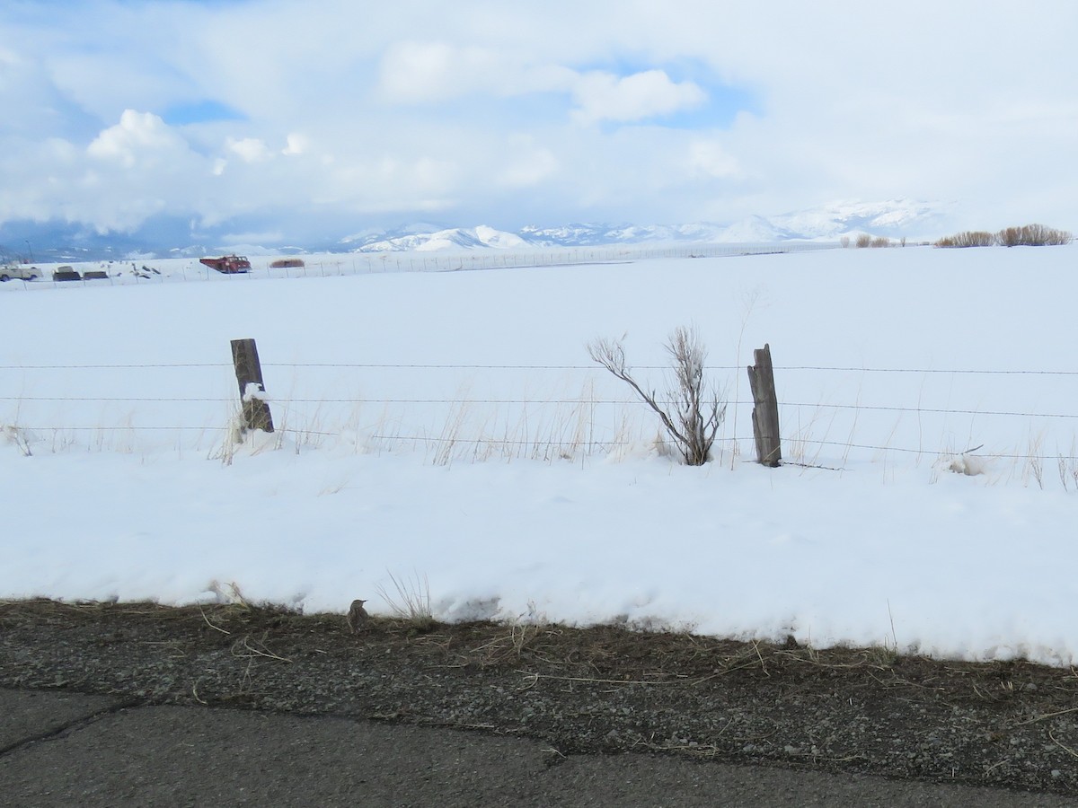 Western Meadowlark - ML90214891