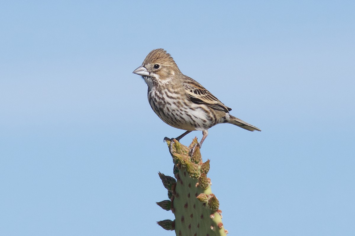 Lark Bunting - Owen Strickland
