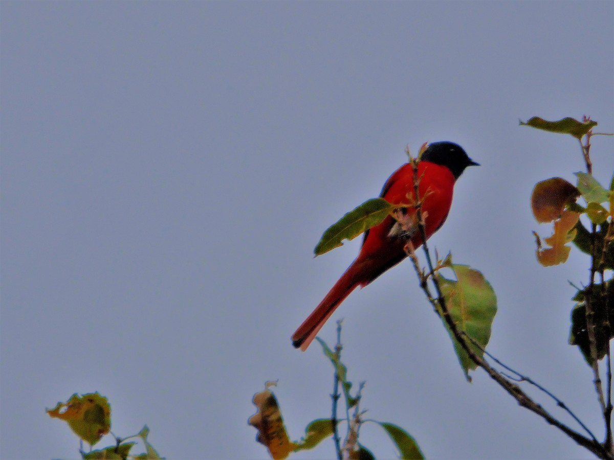 Long-tailed Minivet - ML90216061