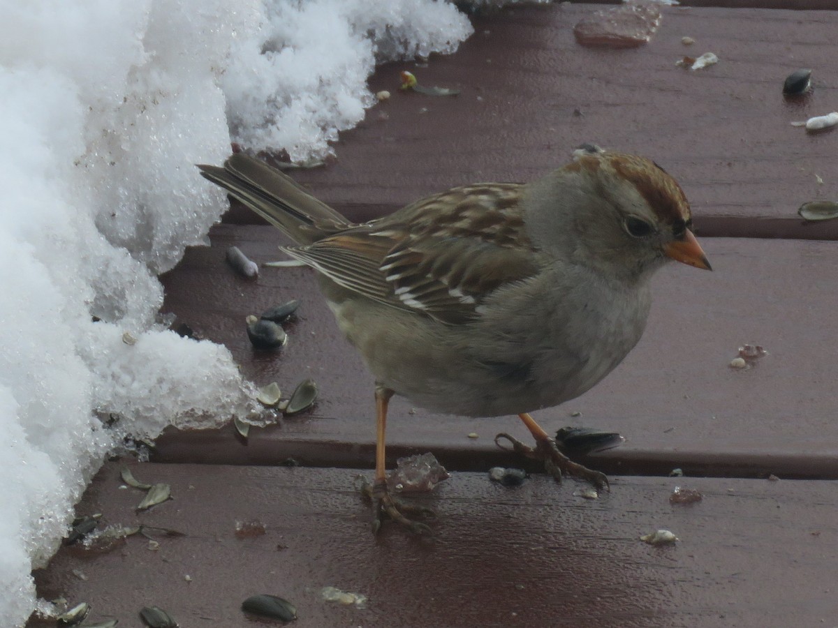 Porsuk Serçesi - ML90217881