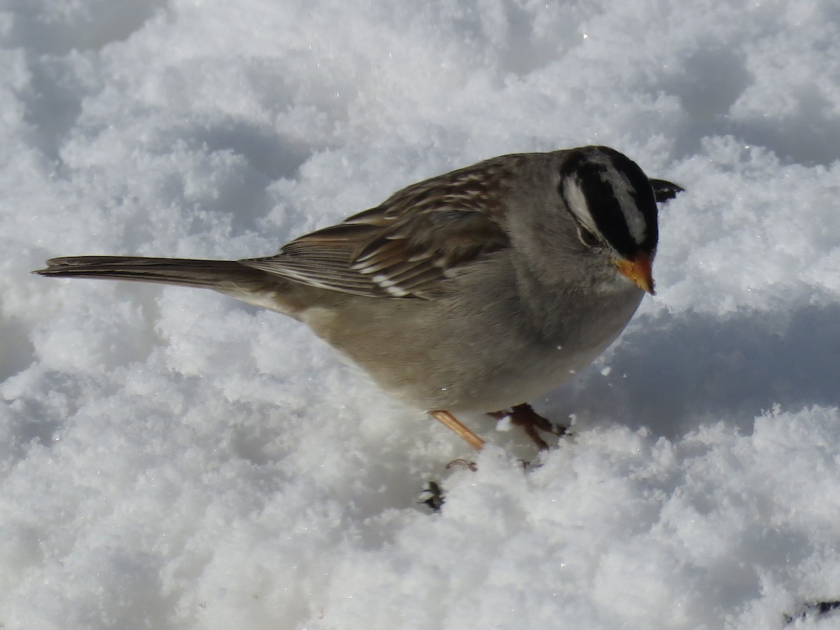 Porsuk Serçesi - ML90217901