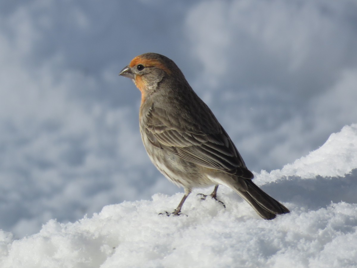 Ev Çütresi - ML90217921