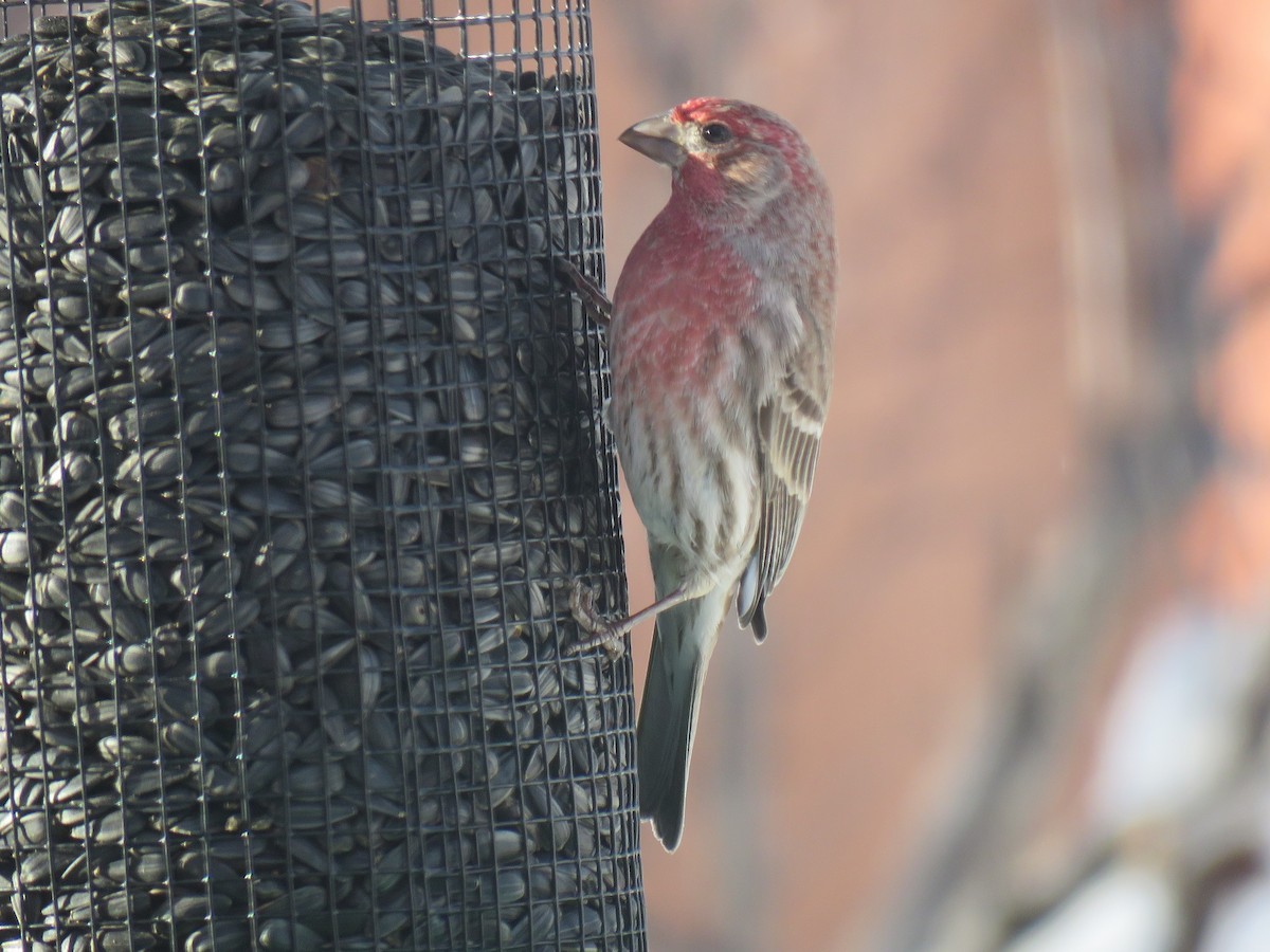 Ev Çütresi - ML90217941