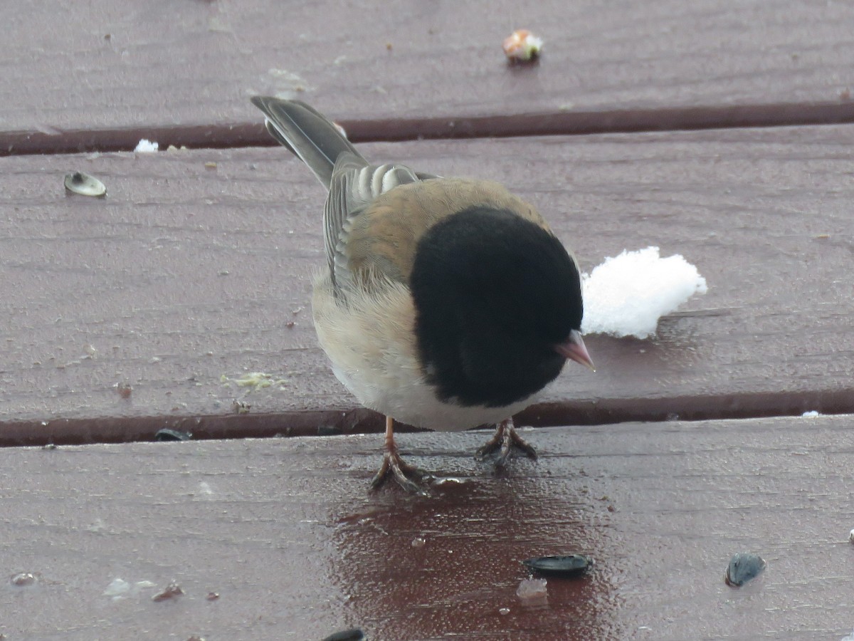 Kara Gözlü Junko [oreganus grubu] - ML90217961