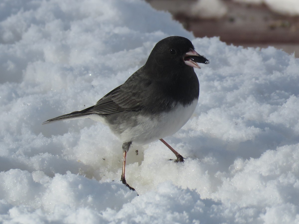 Kara Gözlü Junko (hyemalis/carolinensis) - ML90217991