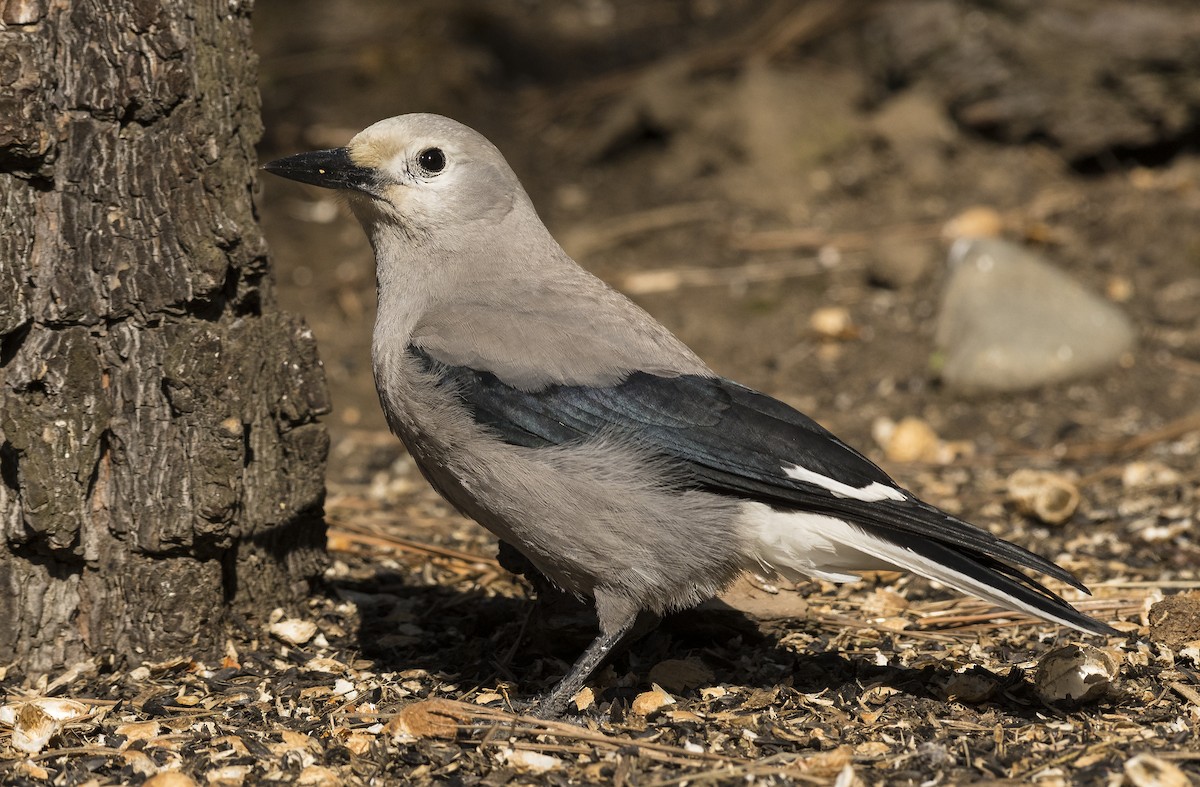 Clark's Nutcracker - ML90218111