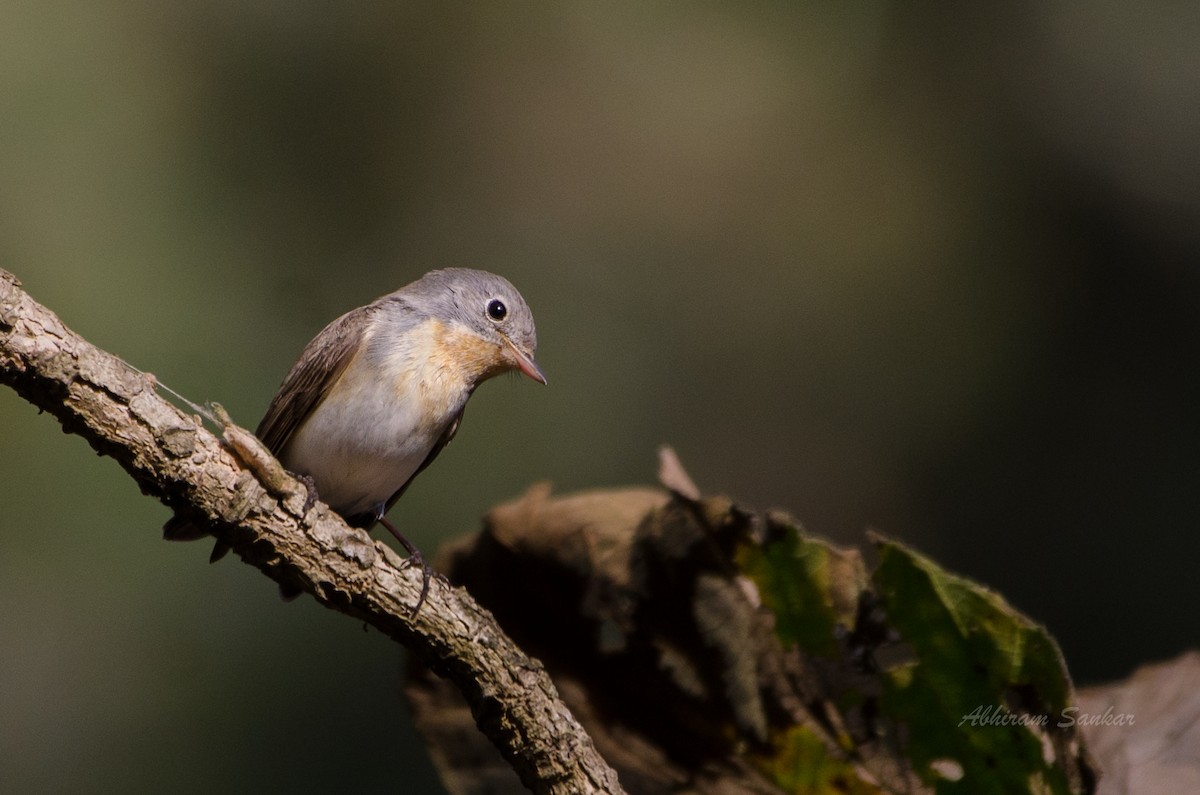 Red-breasted Flycatcher - ML90218881