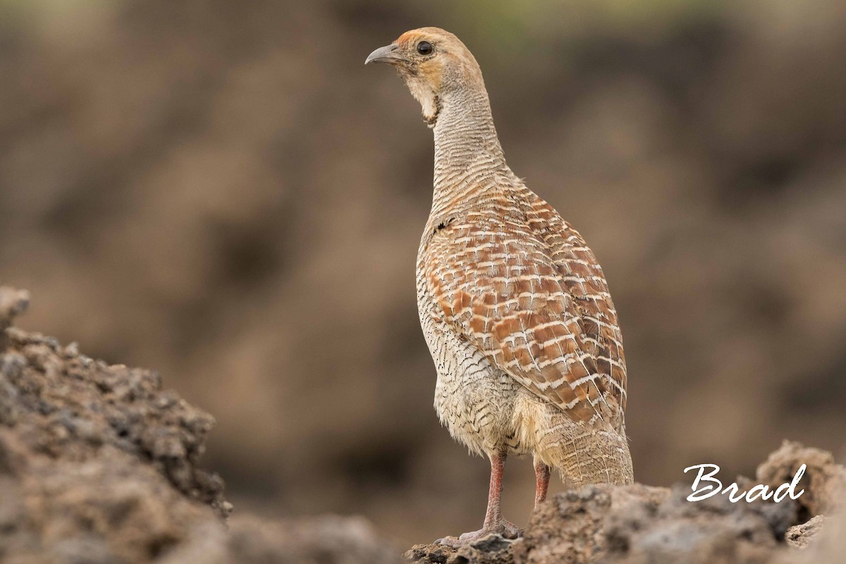 Gray Francolin - ML90219621