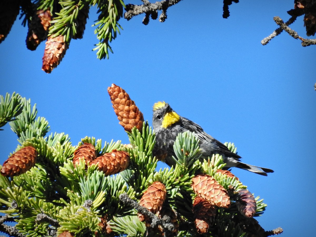 Kronenwaldsänger (Audubonwaldsänger) - ML90220431