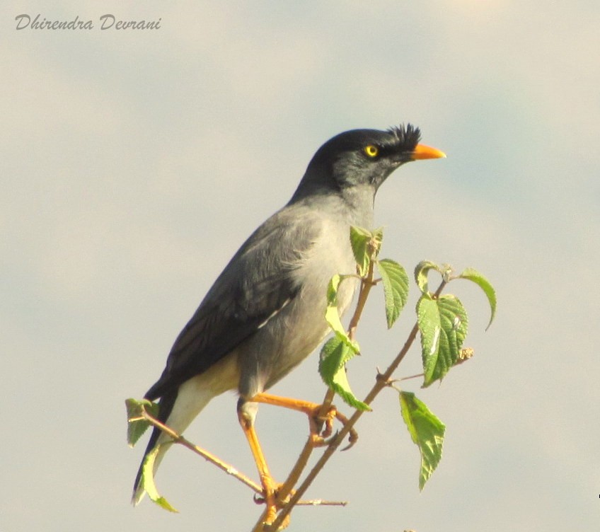 Jungle Myna - ML90221811