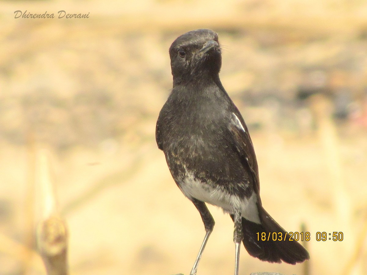 Pied Bushchat - ML90222071