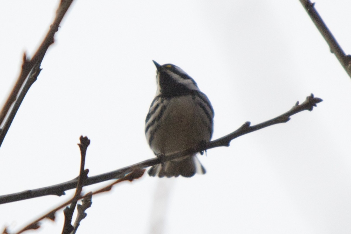 Black-throated Gray Warbler - ML90222931