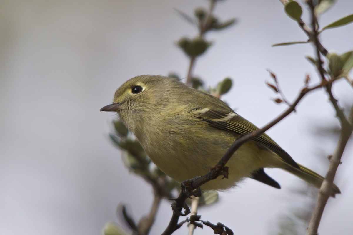 Hutton's Vireo - Torin Waters 🦉